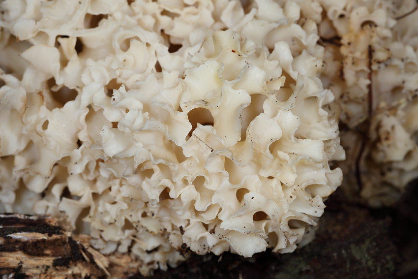 Masseeola crispa ( Wulfen) Kuntze, 1891??